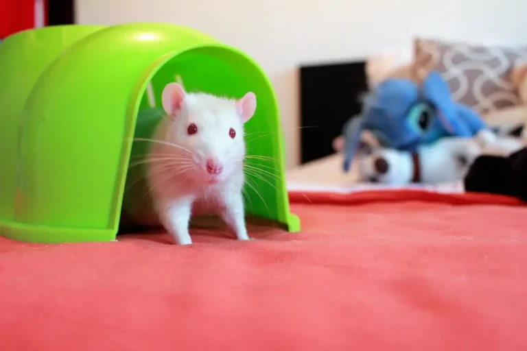 How Do Rats Get in the House? Your Complete Entry Point Guide